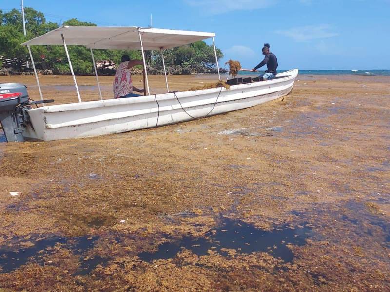 El sargazo ha cubierto de marrón las aguas turquesas de la bahía de Santos Guardiola, en Islas de la Bahía, el gobierno local inició este jueves una masiva limpieza.
