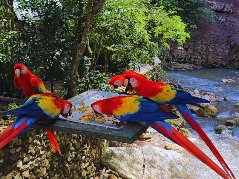 En un rincón de Copán Ruinas hay un sitio que los visitantes terminan amando y llevando en su corazón luego de la primera visita: el parque de aves Macaw Mountain. Macaw Mountain Bird Park &amp; Nature Reserve es un santuario que rescata, rehabilita y libera aves tropicales, especialmente la guacamaya escarlata, símbolo nacional.