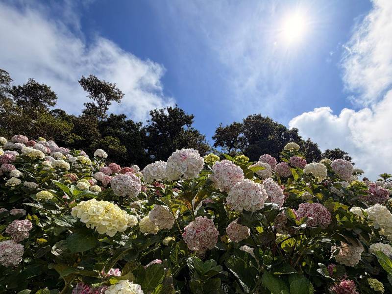 Las flores tienen una extraña capacidad para detenernos en seco. Hay algo en sus colores, en su perfección casi imposible, que conecta con una parte muy íntima de quienes las observan. Y entre todas, las hortensias se han ganado un lugar especial: exuberantes, redondas, generosas, capaces de teñir un paisaje entero de azules, lilas, rosados y blancos que cambian con la luz, con la altura y con el suelo.