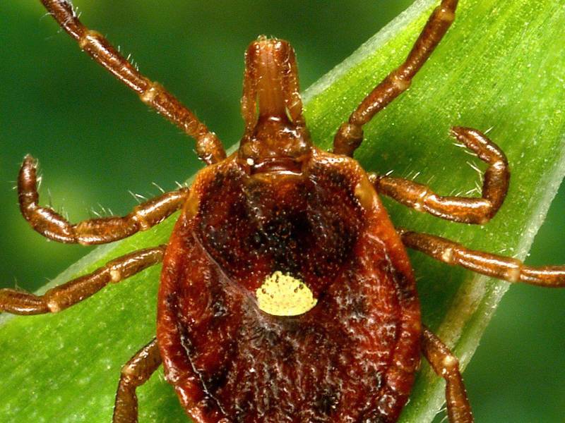 La picadura de la garrapata estrella solitaria puede provocar alergia a la carne roja. Los casos de esta alergia en UE se han disparado.