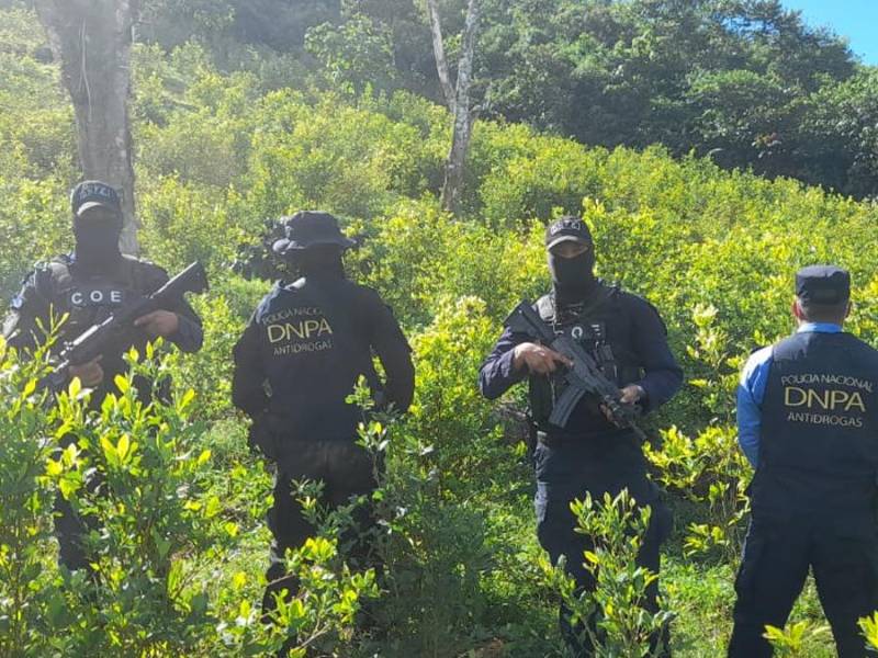 La plantación será destruida por las autoridades.