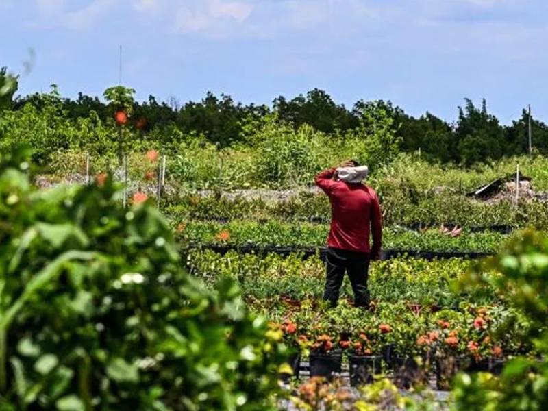 Un trabajador migrante trabaja en un terreno agrícola en Homestead, Florida, el 11 de mayo de 2023.