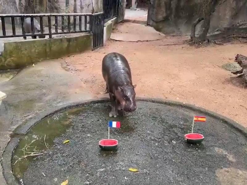 El hipopótamo pigmeo tailandés Moo Deng, que en 2024 conquistó las redes sociales, predijo que las selecciones de Francia e Inglaterra disputarán la final del Mundial de fútbol, antes de que estas se enfrenten en semifinales a España y Argentina. EFE/Zoo Khao Kheow.