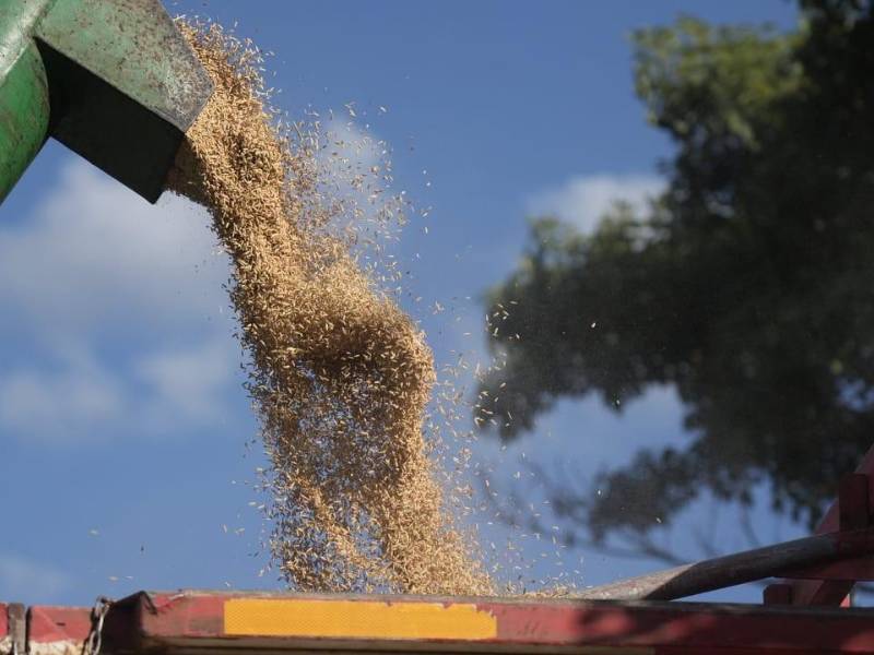 El valle de Comayagua se prepara con mejoras continuas en riego, nutrición balanceada, manejo integrado de plagas y fortalecimiento asociativo.