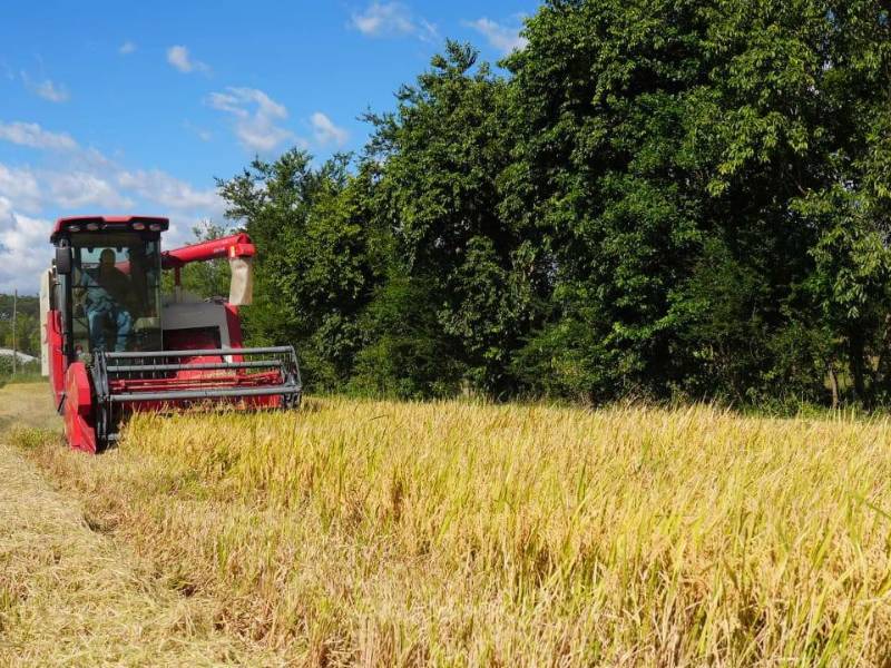 La SAG y Dicta aseguran asistencia técnica permanente e innovación varietal, para garantizar la calidad de la cosecha de arroz en Honduras.