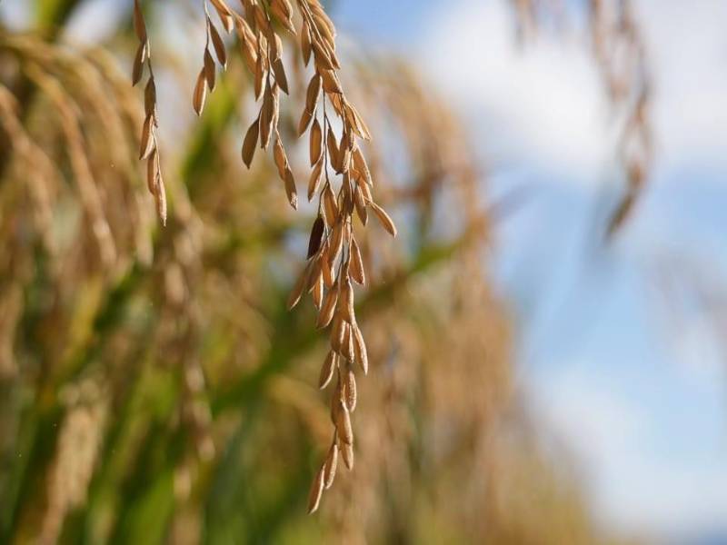 En las 1,500 manzanas financiadas se aplicaron paquetes tecnológicos con semilla certificada, fertilización técnica y riego.