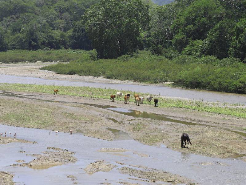 En Yoro, la escasez de agua obliga al ganado a recorrer kilómetros, deteriorando su condición y provocando pérdidas por mortandad.