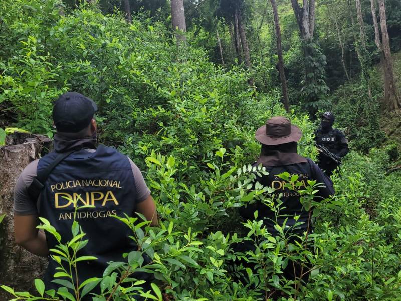 Agentes de la Dirección Nacional Policial Antidrogas (DNPA) ejecutaron el operativo de decomiso y erradicación de las plantas de siembra ilegal en la zona oriental de Honduras.