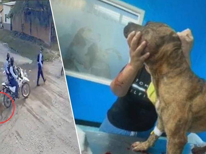 Una cámara de seguridad capturó el momento en que un agente de la Policía Nacional disparó a un perro llamado Toby, durante un operativo en el que se detuvo a un joven hondureño, presuntamente menor de edad, en Choluteca. La acción ha desatado una ola de críticas hacia las fuerzas del orden.