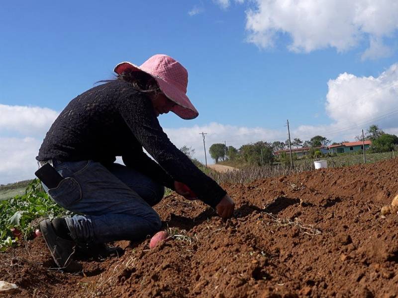 Los sistemas de riego permiten cultivar dos y hasta tres veces al año.