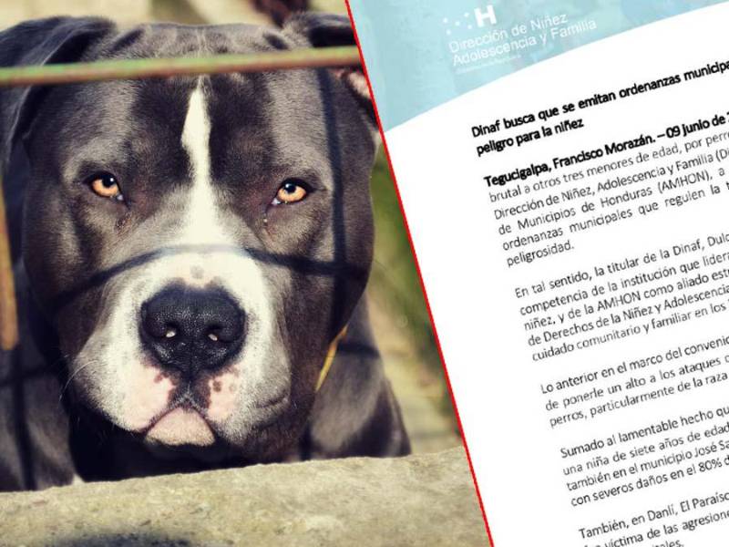 Composición de foto tomada de pixabay de un perro pitbull y comunicado del Dinaf.