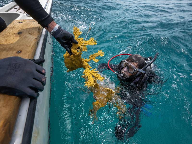 Durante ola de calor oceánica en Florida en el 2023, expertos sacaron corales del mar y los salvaron en tanques.