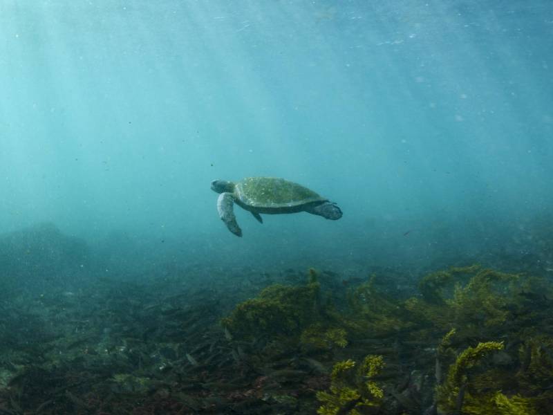 Tortuga verde del Pacífico cerca de Isla Fernandina, Ecuador.