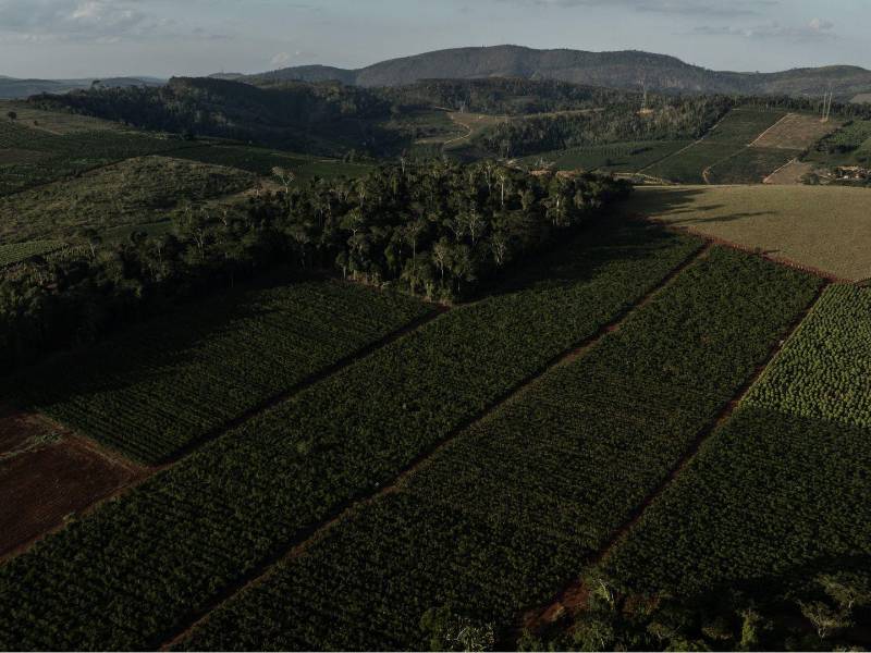 Una finca cafetalera en Vila Valerio, Brasil. Patrones cambiadores de lluvia han afectado la producción.