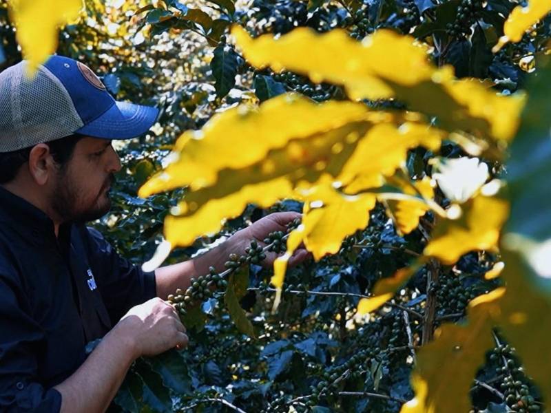 Un caficultor revisa granos de café en una plantación.