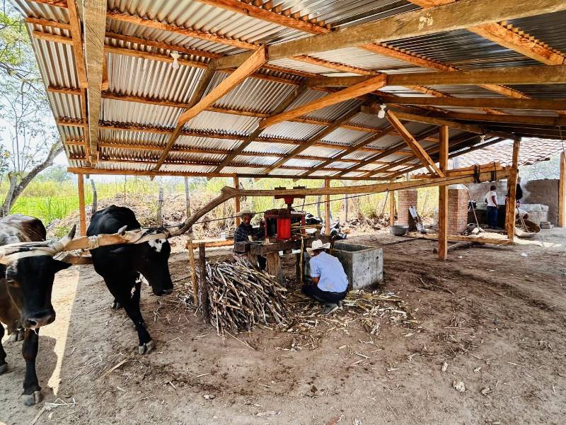 Una yunta de bueyes trabajan en un trapiche para moler caña y extraer bebidas dulces.