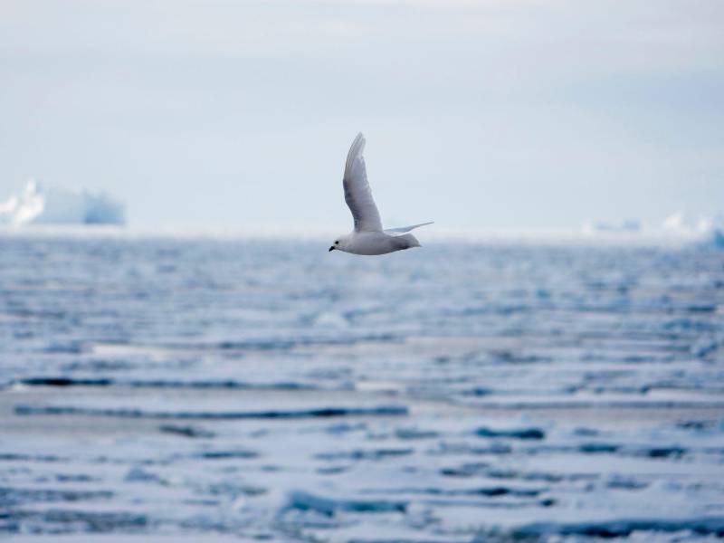 Un curioso habitante del hielo marino visto desde el rompehielos Araon mientras navegaba hacia la Antártida el lunes 5 de enero de 2026.