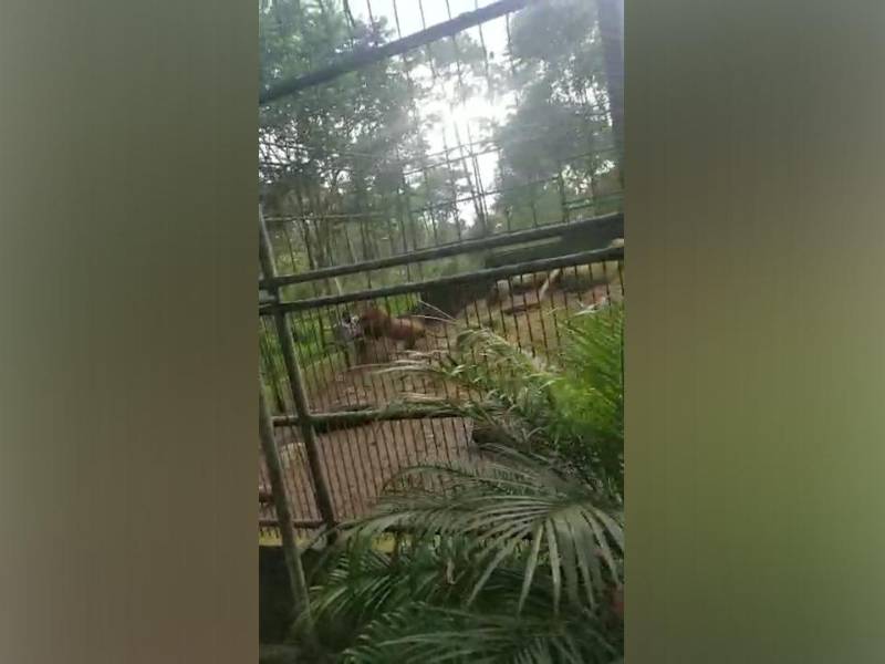 León ataca a un hombre en El Picacho