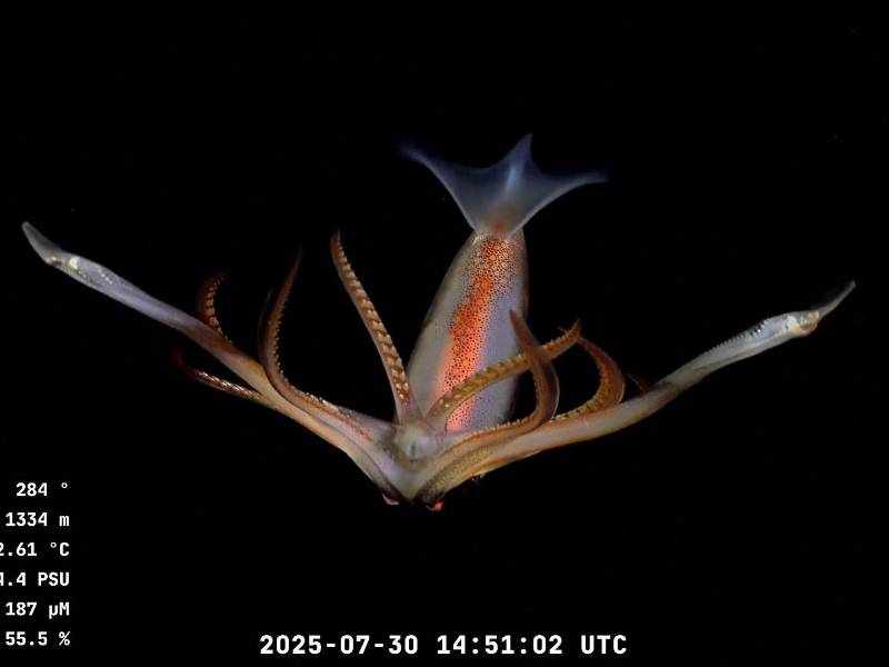 Científicos del Conicet, el consejo científico nacional de Argentina, lideraron una expedición en Mar del Plata. (Agence France-Presse, vÍa Schmidt Ocean Institute/Rov Su)