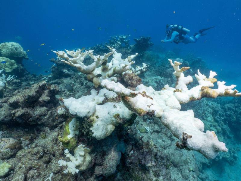 Corales blanqueados y moribundos en sur de Florida, donde corales de dos especies murieron debido al calor en el 2023.