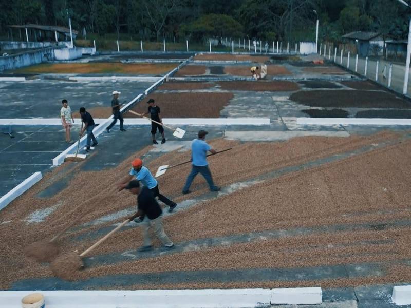 La caficultura genera cerca de un millón de empleos en el país y se estima que al menos 120,000 familias se dedican a la producción