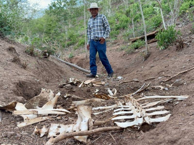 Don Victor Meza, un ganadero de Arenal, Olanchito, observa el esqueleto de una de sus vacas muertas a consecuencia de la sequía.