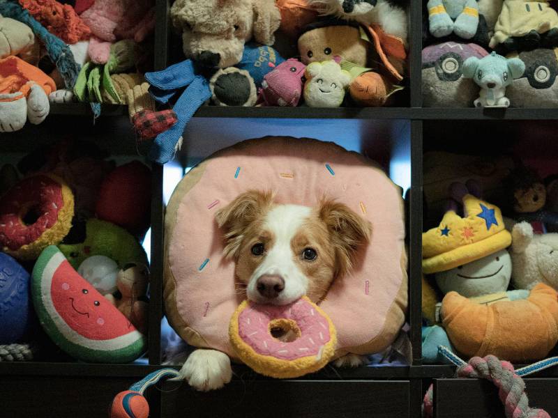 En una foto proporcionada por Verónica Suen, Miso, un border collie macho canadiense de 6 años, conoce los nombres de unos 200 juguetes y participó en un nuevo estudio sobre cómo algunos perros aprenden palabras.