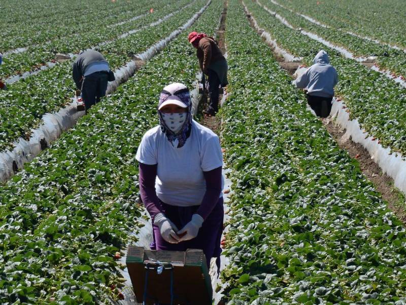 Los migrantes trabajan en agricultura, hostelería y otros rubros en Estados Unidos.