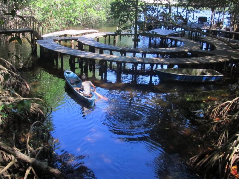 Honduras posee infinidad de manglares y pastos marinos ecosistemas de humedales costeros que comienzan a ser estudiados para la captura de carbono que ayude a mitigar los efectos del cambio climático.