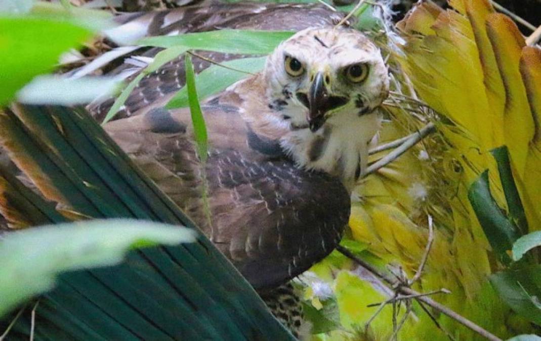 En La Mosquitia también se encontró un águila halcón que atacó a una guacamaya verde, en peligro de extinción.
