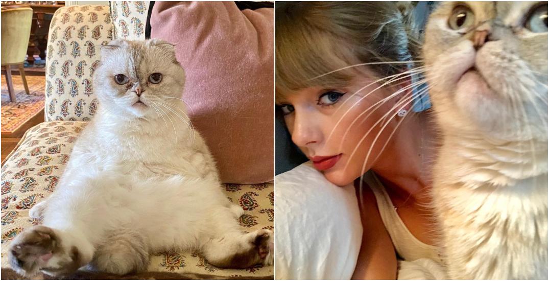 La gata de Taylor Swift está valorada en 97 millones de dólares