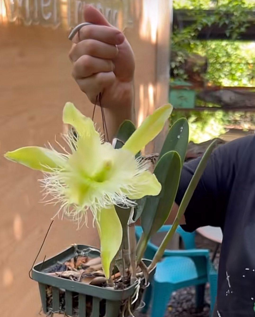 Dos orquídeas florecieron este mes de septiembre y hondureño invita a conocerlas