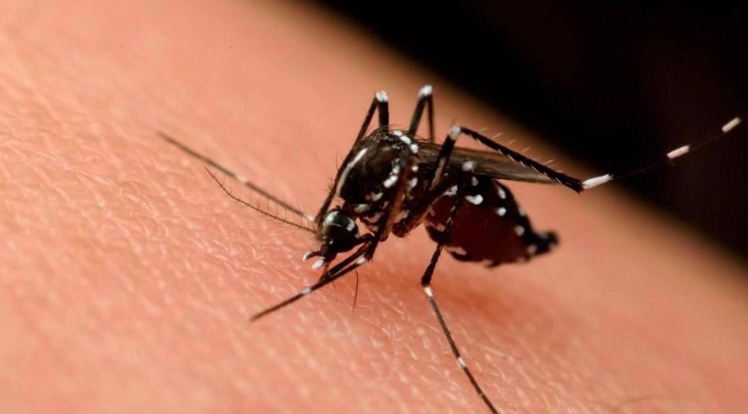 Honduras es azotado por un brote de dengue atípico, advierten expertos