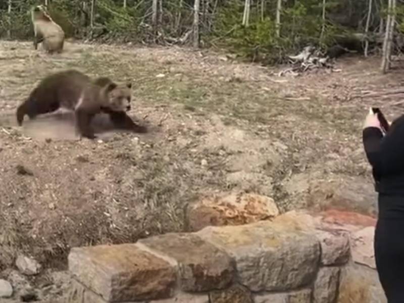 Las reglas del parque dicen que los visitantes deben permanecer al menos a 90 metros de distancia de osos y lobos.
