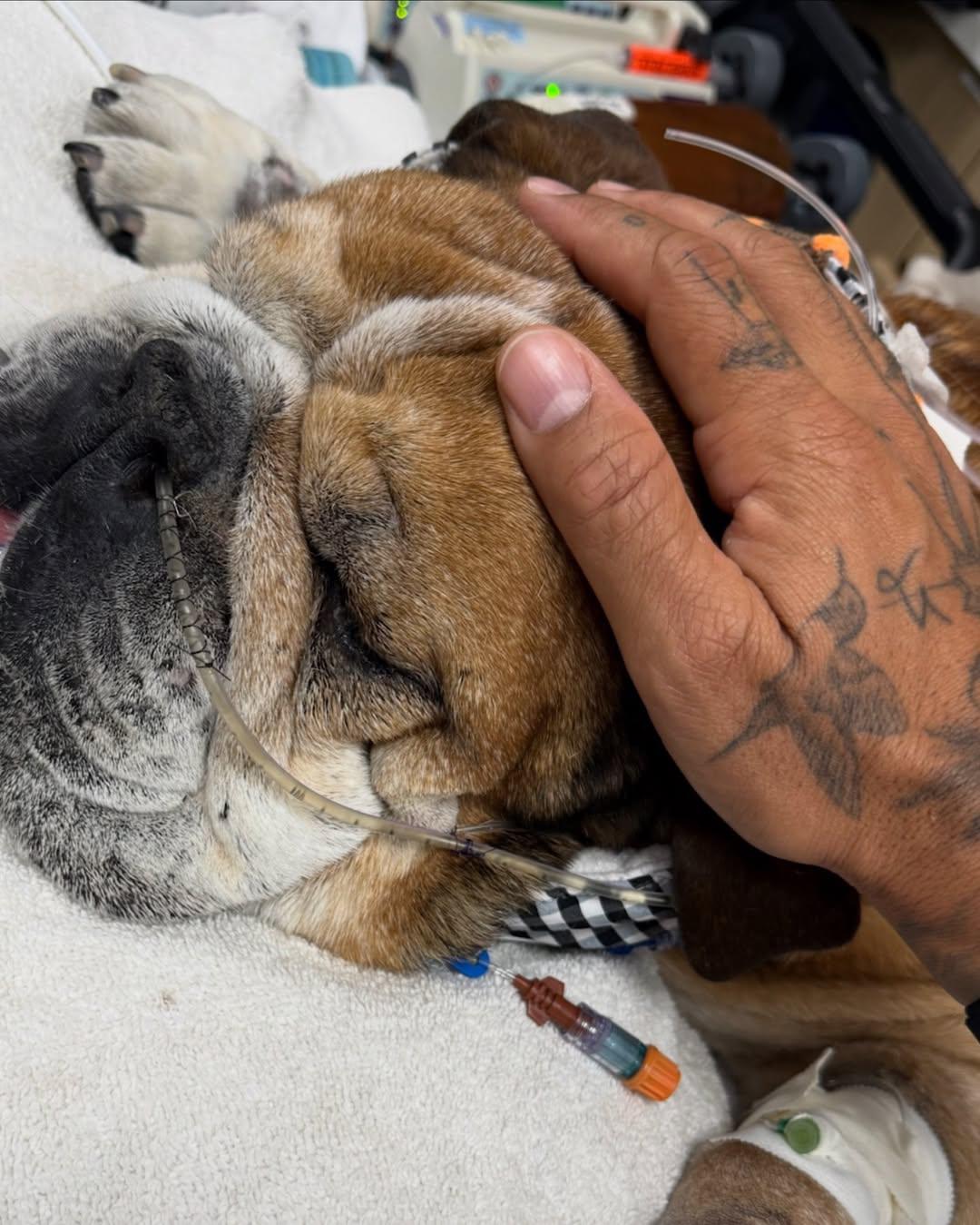 Roscoe, el bulldog de Lewis Hamilton, hospitalizado de urgencia