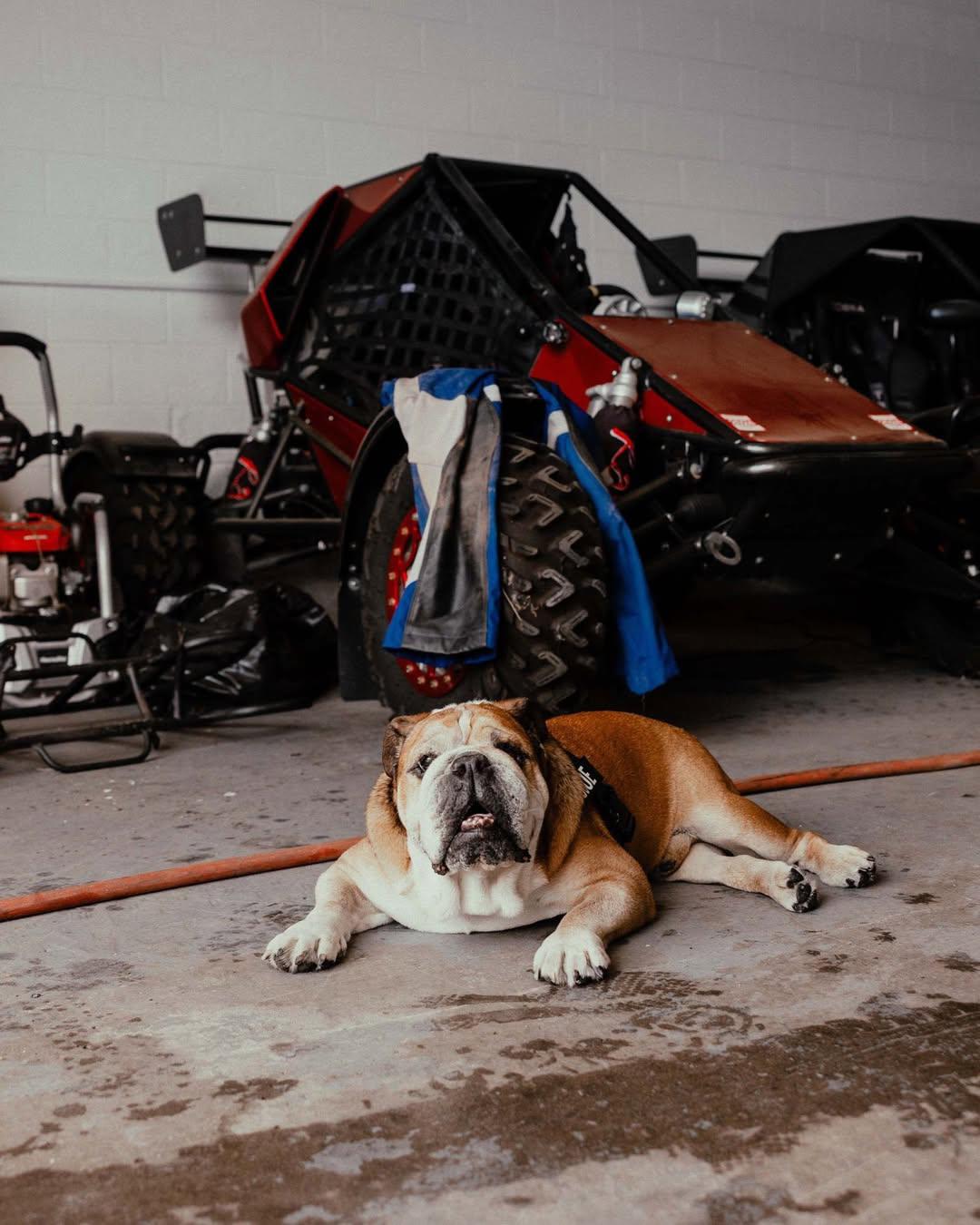 Roscoe, el bulldog de Lewis Hamilton, hospitalizado de urgencia
