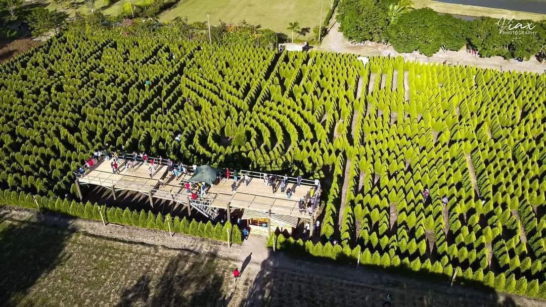 Turistas ocasionan daños severos en el Laberinto de Cipreses