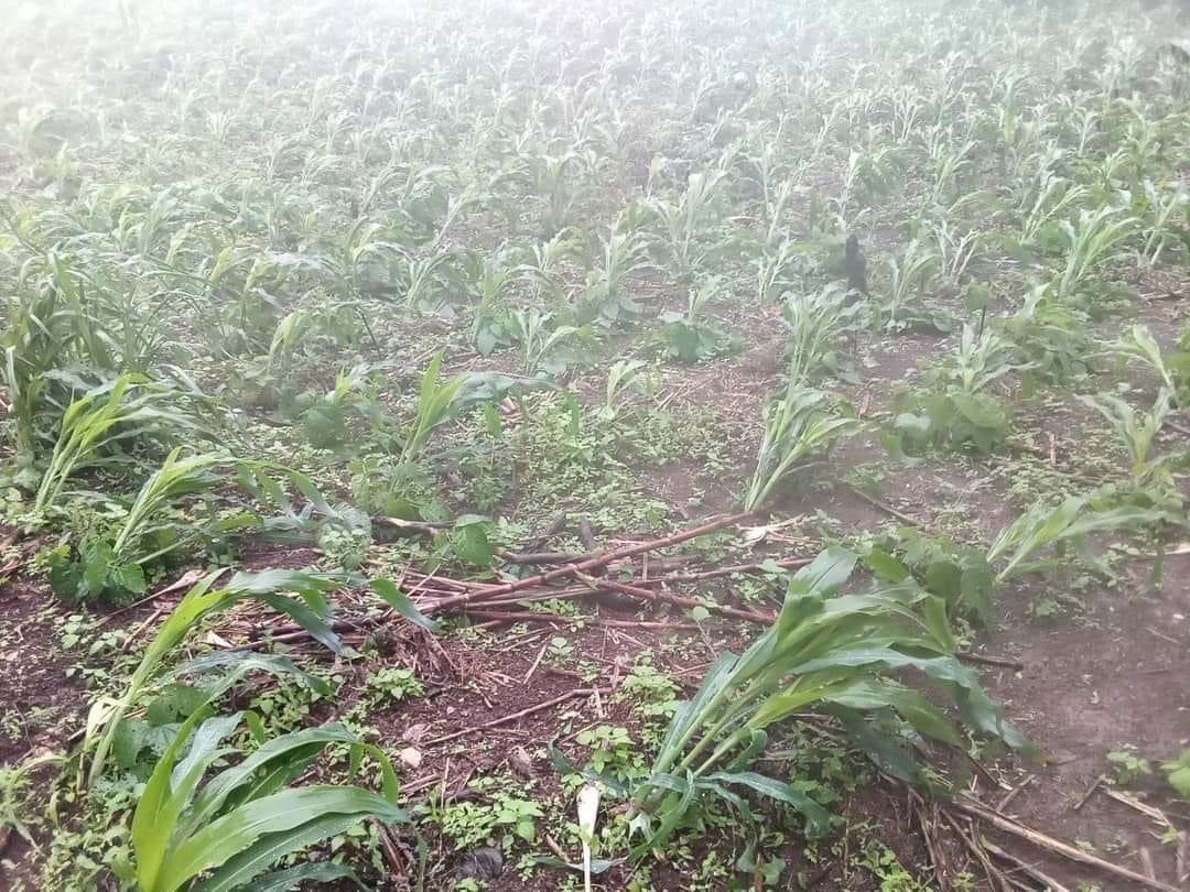 Vista de las afectaciones de cultivo.