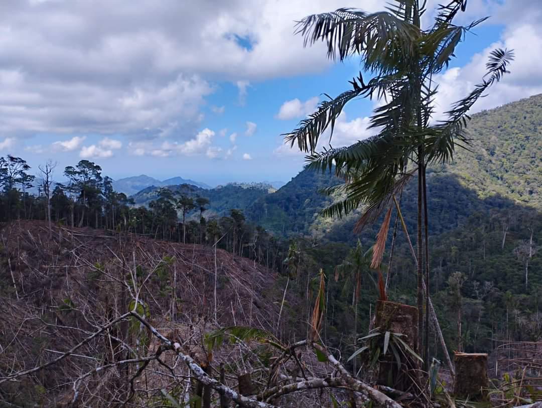 Aseguran 12 hectáreas de planta de coca en La Masica