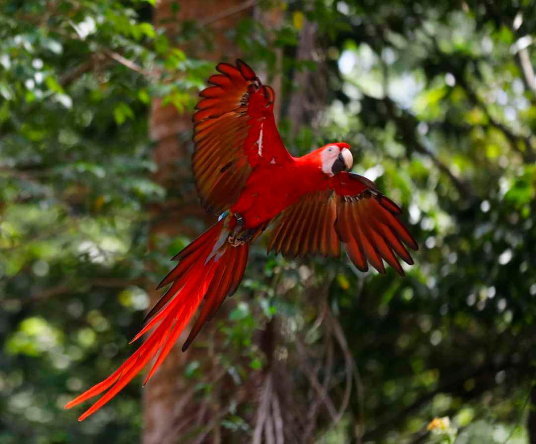 Buscan que la guara roja vuele libre en Roatán, el Lago y el río Cangrejal