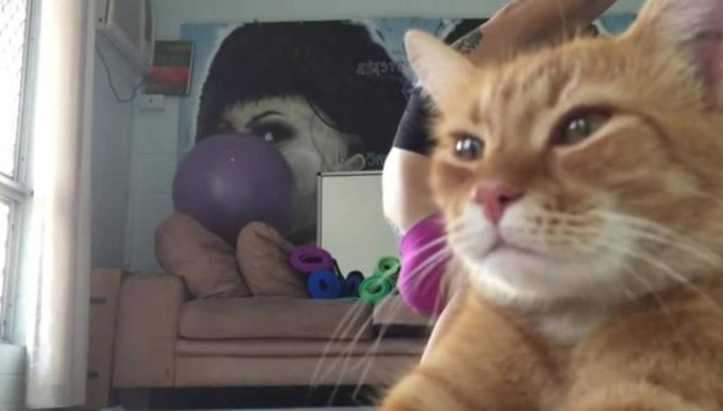 Gato entrometido arruina video de su dueña