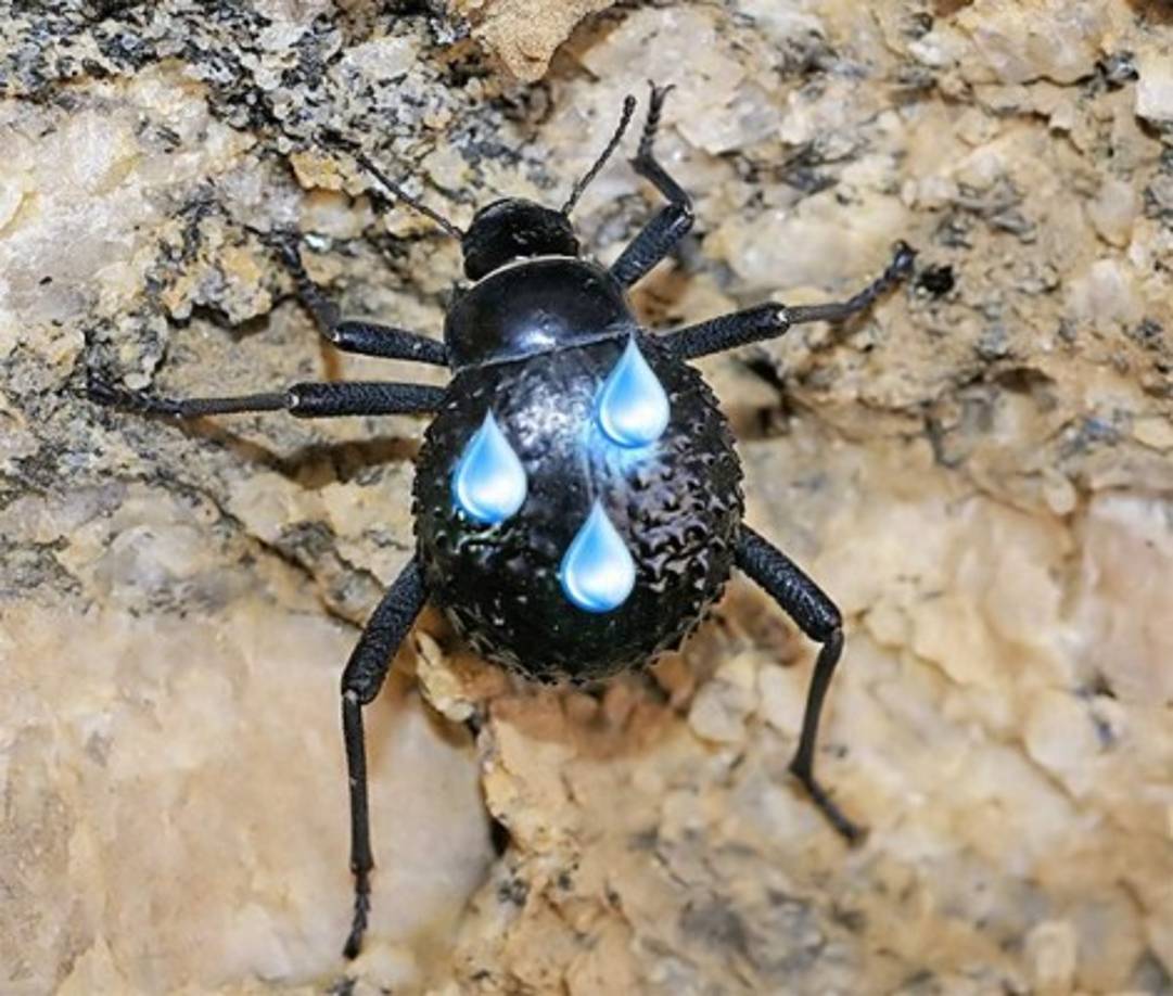 Los escarabajos del desierto saben conseguir agua► Los escarabajos del desierto Namib saben conseguir agua de la nada. Su plastrón tiene un sistema genial de recolección de agua justo del aire.