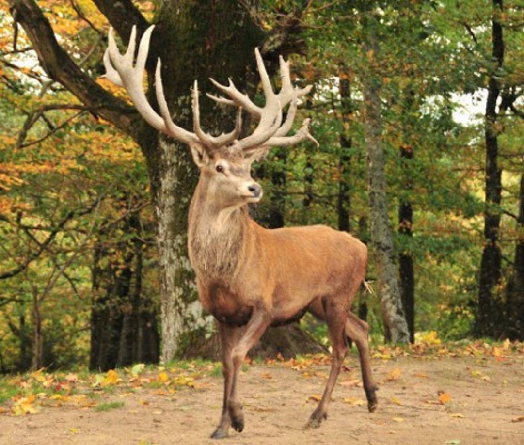 Ciervo - En este borrador aparecen para consumo humano algunos tipos de ciervos. Además, según los científicos chinos, sus cuernos están considerados como la base de una medicina tradicional.