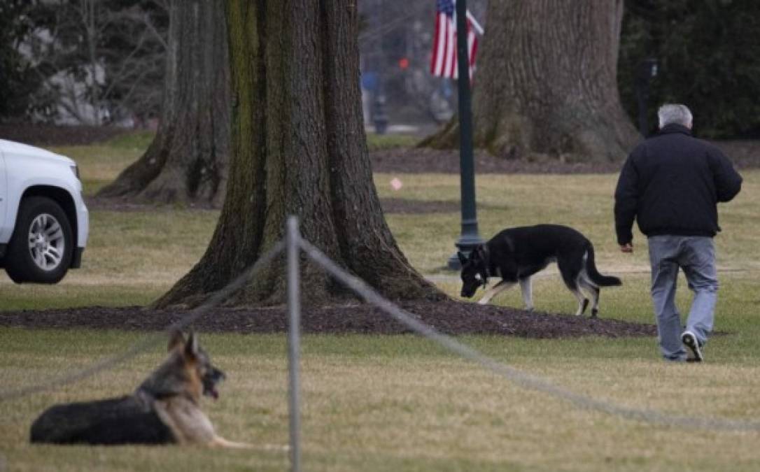 El actual mandatario, Joe Biden, tiene dos pastores alemanes, Major y Champ, y ha expresado su intención de adoptar a una gata pronto. Foto: AFP