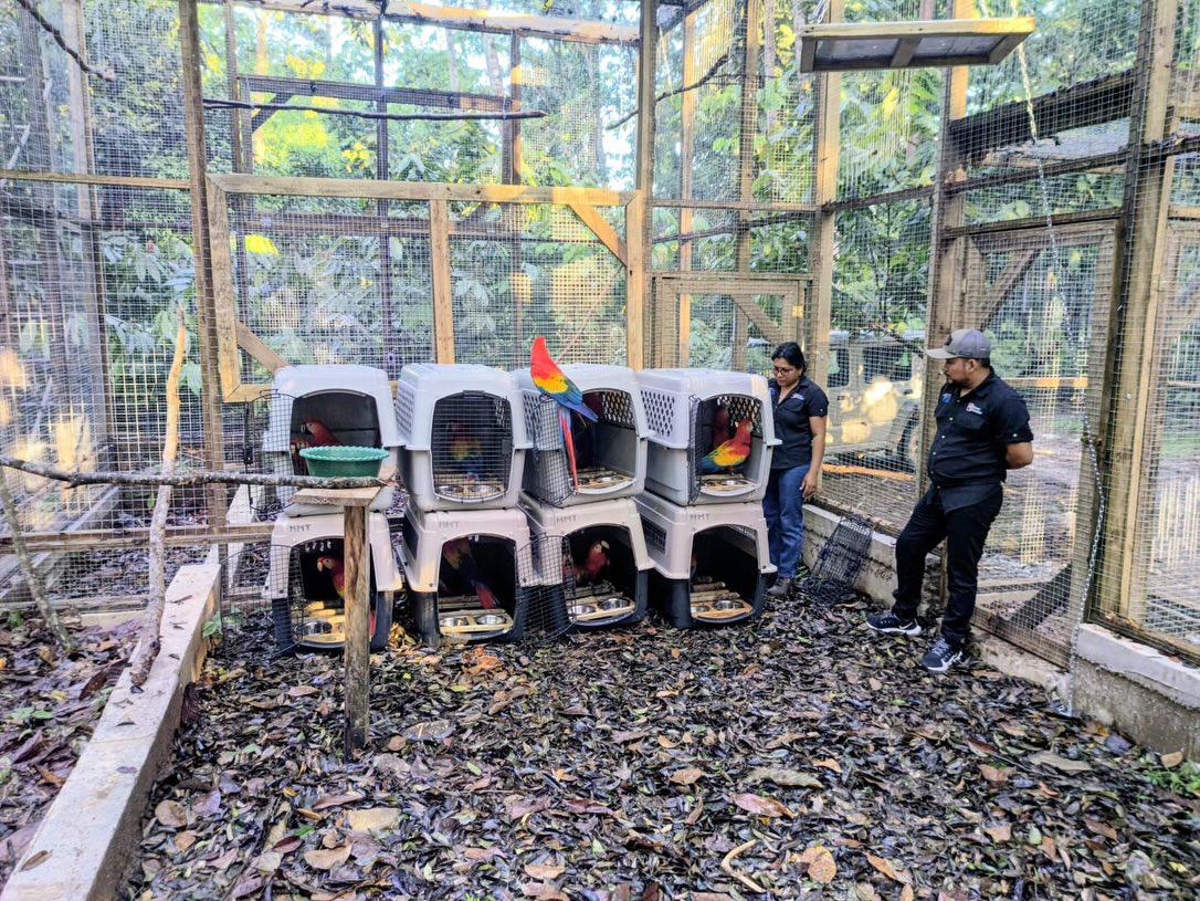 Llevan 16 guacamayas a la cuenca del río Cangrejal para ser liberadas