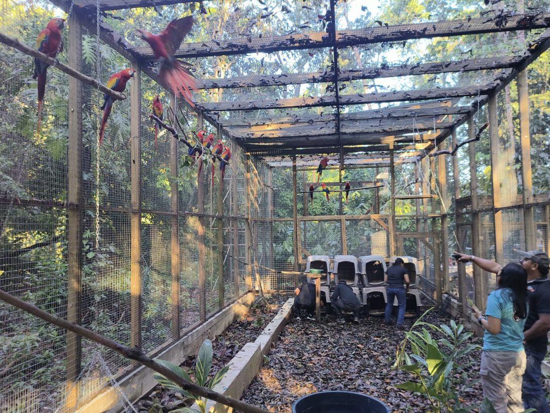 Llevan 16 guacamayas a la cuenca del río Cangrejal para ser liberadas