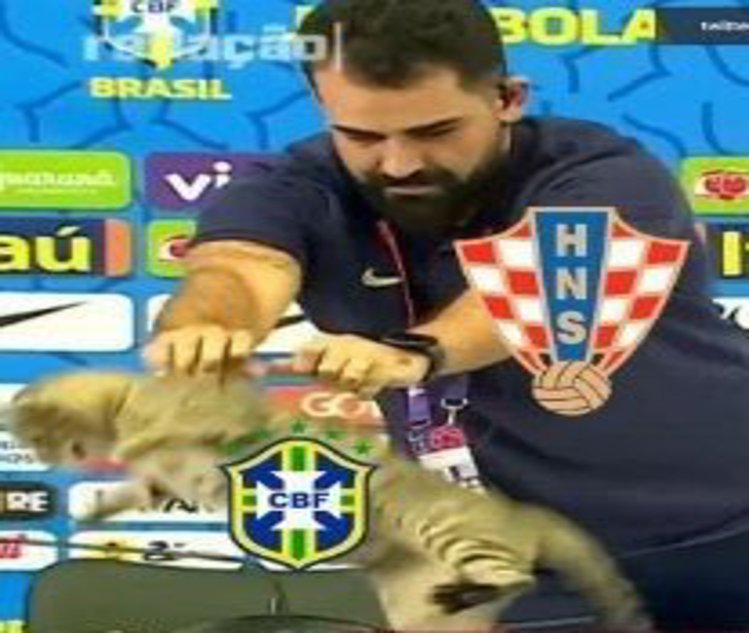 Los memes destrozan a Brasil tras eliminación: “La maldición del gato”