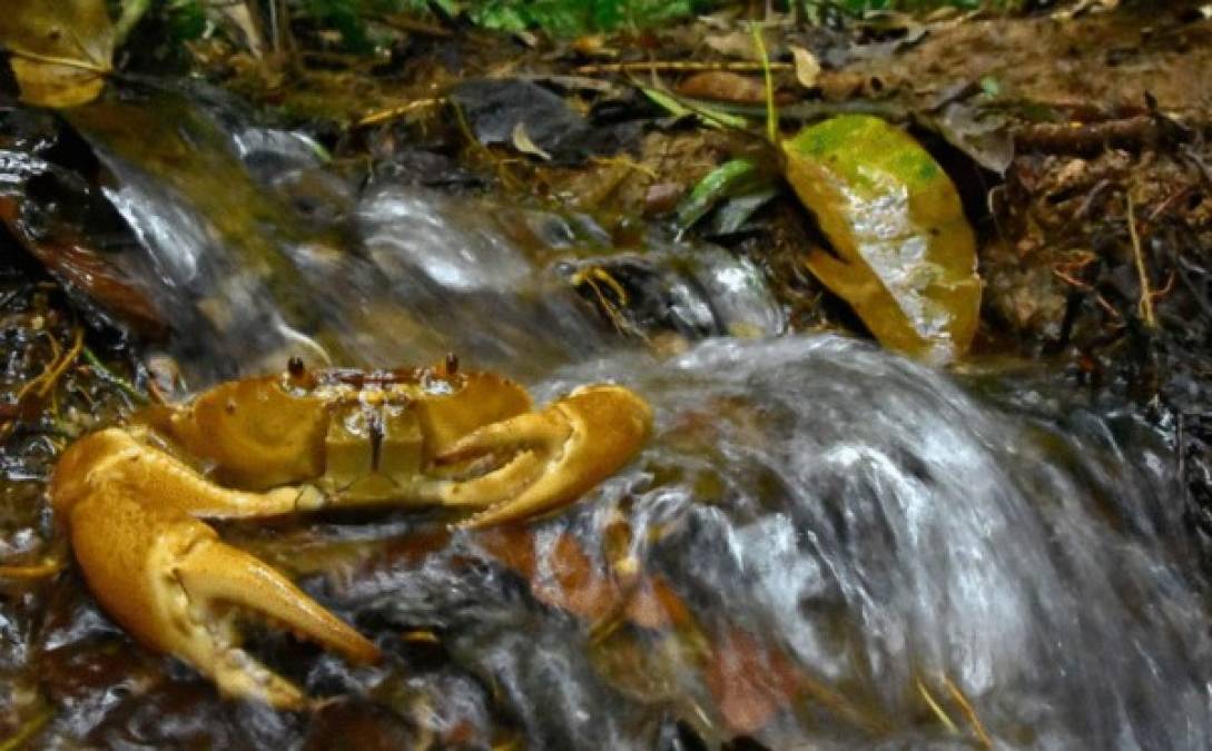 En las hermosas corrientes, se observaron cangrejos de agua. El equipo dice que proporcionan alimentos importantes para muchos animales, incluida la nutria de río neotropical en peligro de extinción.