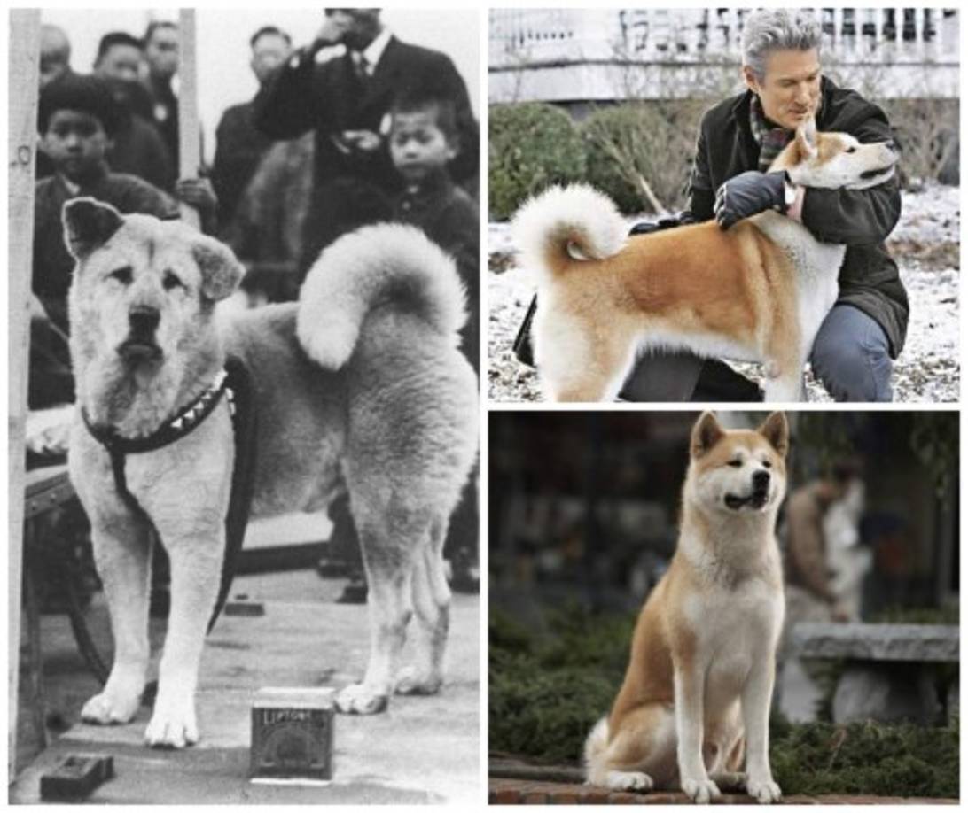 6. Hachiko: Hachiko (Siempre a tu lado)<br/><br/>El tierno perro de raza akita que vemos en esta cinta existió en la vida real, y como se relata en la historia, era un perro fiel que tras la muerte de su amo estuvo durante nueve años esperándole en la estación donde su dueño esperaba el tren a diario para acudir al trabajo. <br/><br/>Actualmente, en la estación de Shibuya (donde Hachiko esperó hasta la muerte a su amo) existe una estatua en bronce del canino, en honor a su lealtad.<br/>