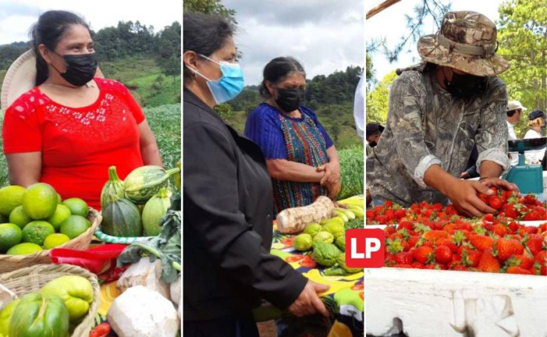 Dirigen organizaciones, trabajan hombro a hombro con sus esposos, cultivan la tierra y velan por el bienestar de sus familias, así se desempeñan mujeres campesinas en labores del campo en La Paz, Intibucá y Lempira, en el suroccidente de Honduras. 